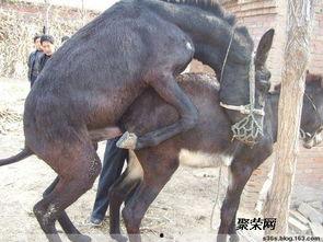 驴交配视频,自然繁殖的奇妙瞬间