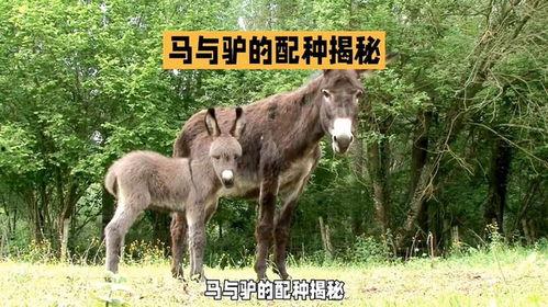 驴交配视频,自然繁殖的奇妙瞬间
