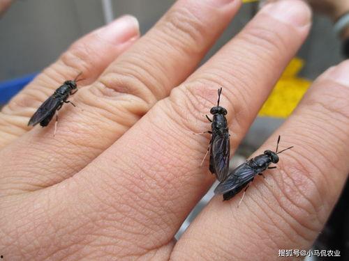 黑水虻养殖技术视频,揭秘高效生态养殖新趋势