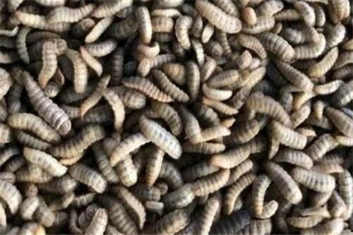 黑水虻养殖技术视频,揭秘高效生态养殖新趋势