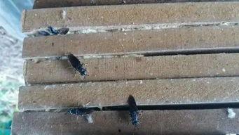 黑水虻养殖技术视频,揭秘高效生态养殖新趋势