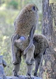 猫狗交配视频,揭秘跨界交配的神秘瞬间