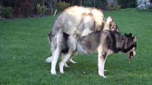 猫狗交配视频,揭秘跨界交配的神秘瞬间