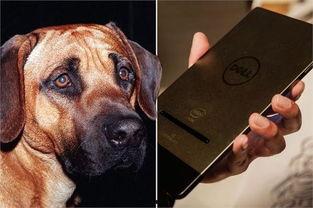 猫狗交配视频,揭秘跨界交配的神秘瞬间