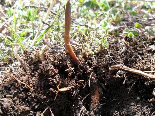 虫草的形成过程视频,从菌丝到神奇药材的蜕变之旅