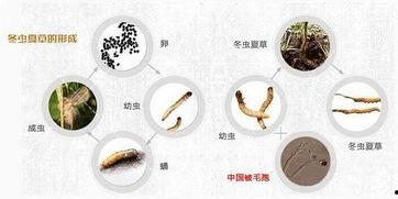 虫草的形成过程视频,从菌丝到神奇药材的蜕变之旅