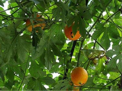 保定吊瓜今日价格行情,涨跌波动，市场动态一览