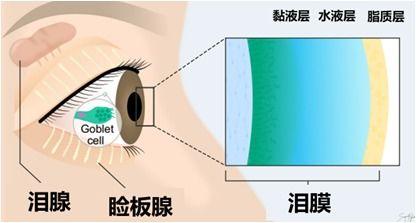 睑板腺按摩视频,告别眼部不适