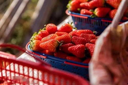 红草莓视频,揭秘草莓产业的魅力与挑战