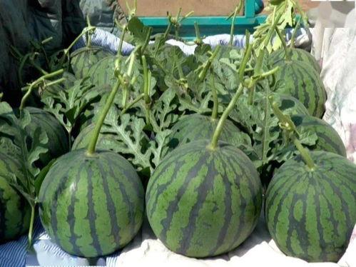 小吊瓜产地今日行情价格,价格波动解析与市场动态一览”