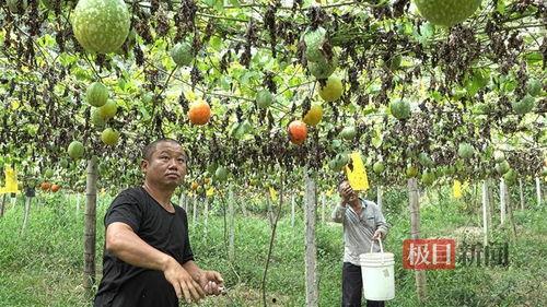小吊瓜产地今日行情价格,价格波动解析与市场动态一览”