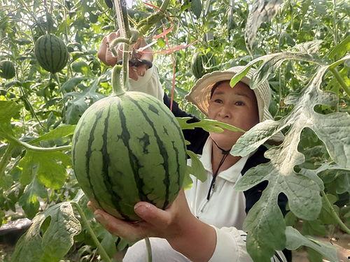 小吊瓜产地今日行情价格,价格波动解析与市场动态一览”