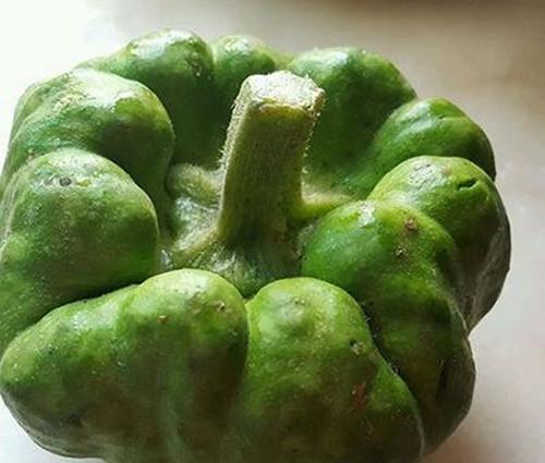 姜饼瓜价格今日,市场行情一览”