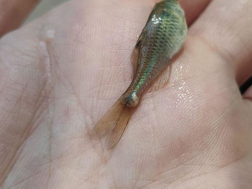 黑壳虾可以吃小瓜虫吗,探究共生关系与食用可能性