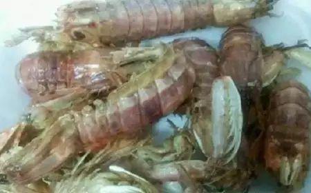 黑壳虾可以吃小瓜虫吗,探究共生关系与食用可能性