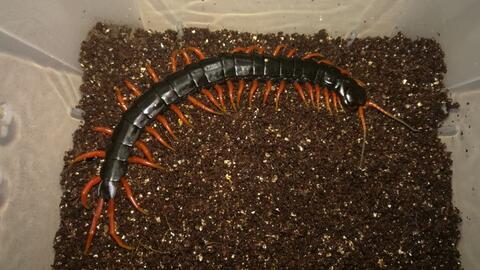 蜈蚣的视频,探寻神秘生物的奇异世界