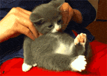 视频gif动态图,瞬间捕捉的精彩瞬间