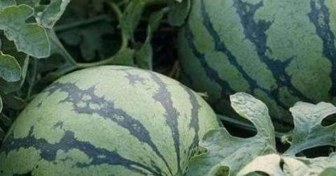 瓜农 今日吃瓜,共享丰收喜悦，品味田园生活