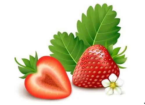 小草莓视频,探秘草莓园的甜蜜之旅