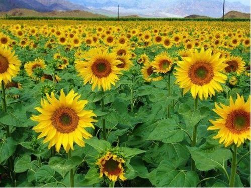 油葵种植技术视频,从播种到收获的全程指导