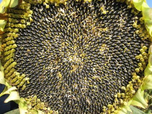 油葵种植技术视频,从播种到收获的全程指导