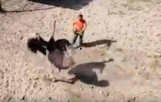 鸵鸟交配视频,大自然中的爱情奇观