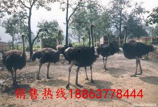 鸵鸟交配视频,大自然中的爱情奇观