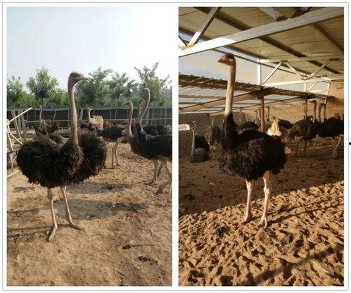 鸵鸟交配视频,大自然中的爱情奇观