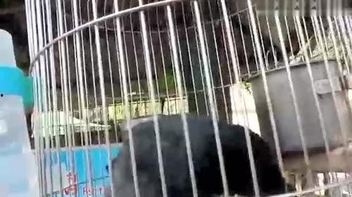 会说话的鹦鹉视频,视频走红网络，揭秘会说话的鹦鹉背后的秘密