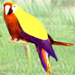 会说话的鹦鹉视频,视频走红网络，揭秘会说话的鹦鹉背后的秘密