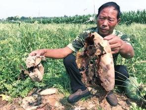 成武吃瓜最新事件爆料视频,最新爆料视频揭露惊人内幕