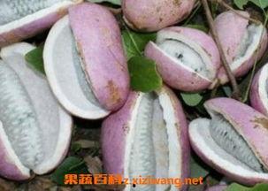 八月瓜可以吃黑籽吗有毒吗,可食用但需注意