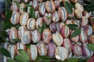 八月瓜可以吃黑籽吗有毒吗,可食用但需注意