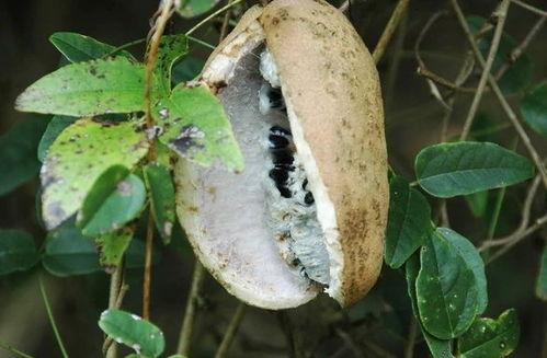 八月瓜可以吃黑籽吗有毒吗,可食用但需注意