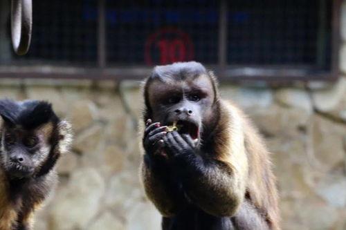 黑猴吃瓜任务,揭秘热带雨林中的神秘食客