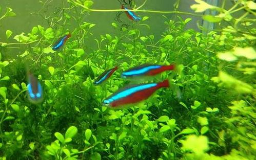 宝莲灯鱼繁殖视频,视频详解繁殖技巧与注意事项