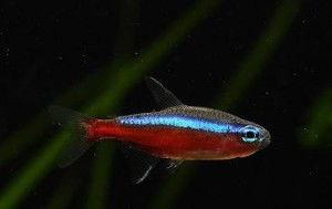 宝莲灯鱼繁殖视频,视频详解繁殖技巧与注意事项