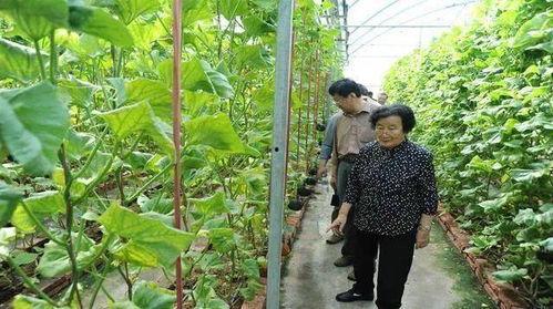 全家吃真千金爆料的瓜,一场家庭伦理的惊天大瓜