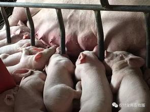 两小猪喝人奶喂猪视频,喂猪视频引发网友热议