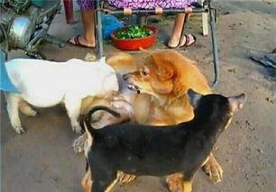 两小猪喝人奶喂猪视频,喂猪视频引发网友热议