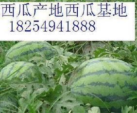 寿光今日瓜价行情,今日瓜价波动，新鲜资讯一览”