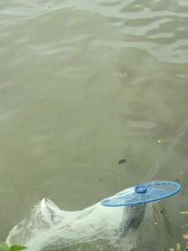 搬网捕鱼视频,搬网捕鱼视频揭秘海洋捕捞新技巧