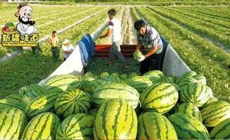 库尔勒吃瓜爆料视频,一场视觉盛宴背后的故事