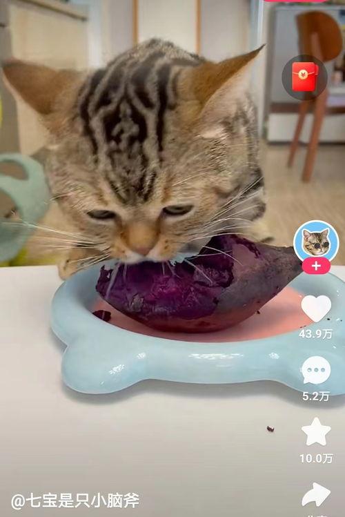 小花猫视频,小花猫的欢乐视频大揭秘