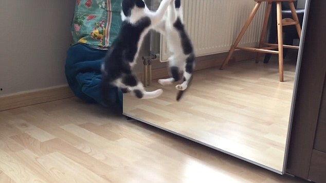 小花猫视频,小花猫的欢乐视频大揭秘