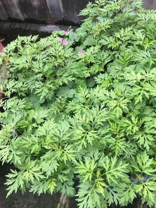 艾叶视频,探寻传统艾草的神奇功效与养生之道