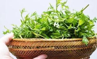 艾叶视频,探寻传统艾草的神奇功效与养生之道