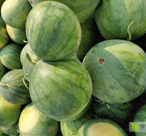 滨海美都无籽瓜今日价格,价格行情一览”