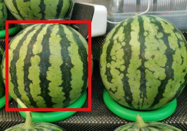 吃瓜爆料不用猜,吃瓜爆料，真相不再猜