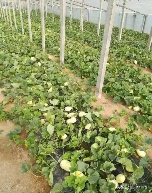 今日火银瓜多少钱一斤,一斤多少钱？